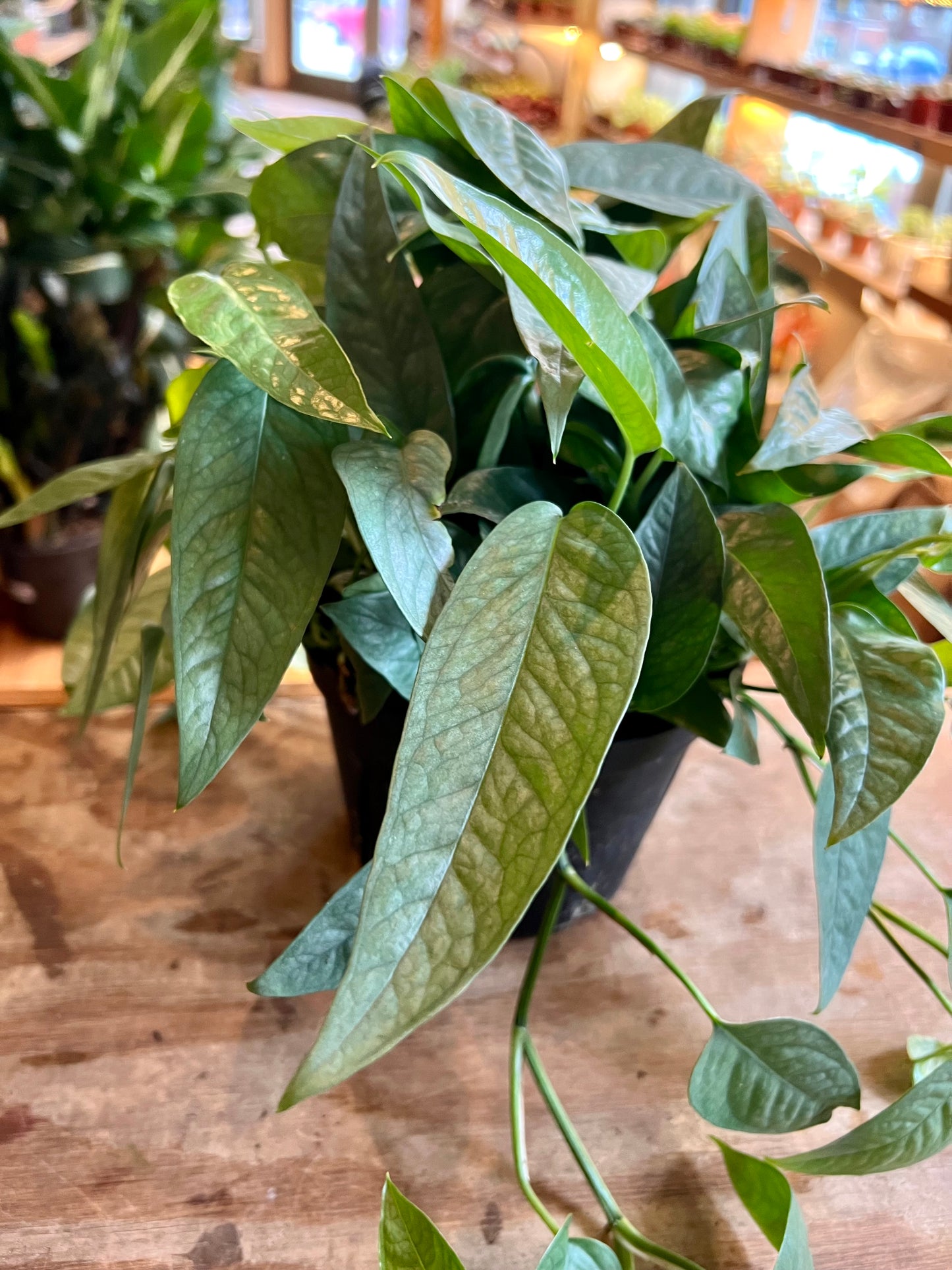 Pothos 'Cebu Blue'