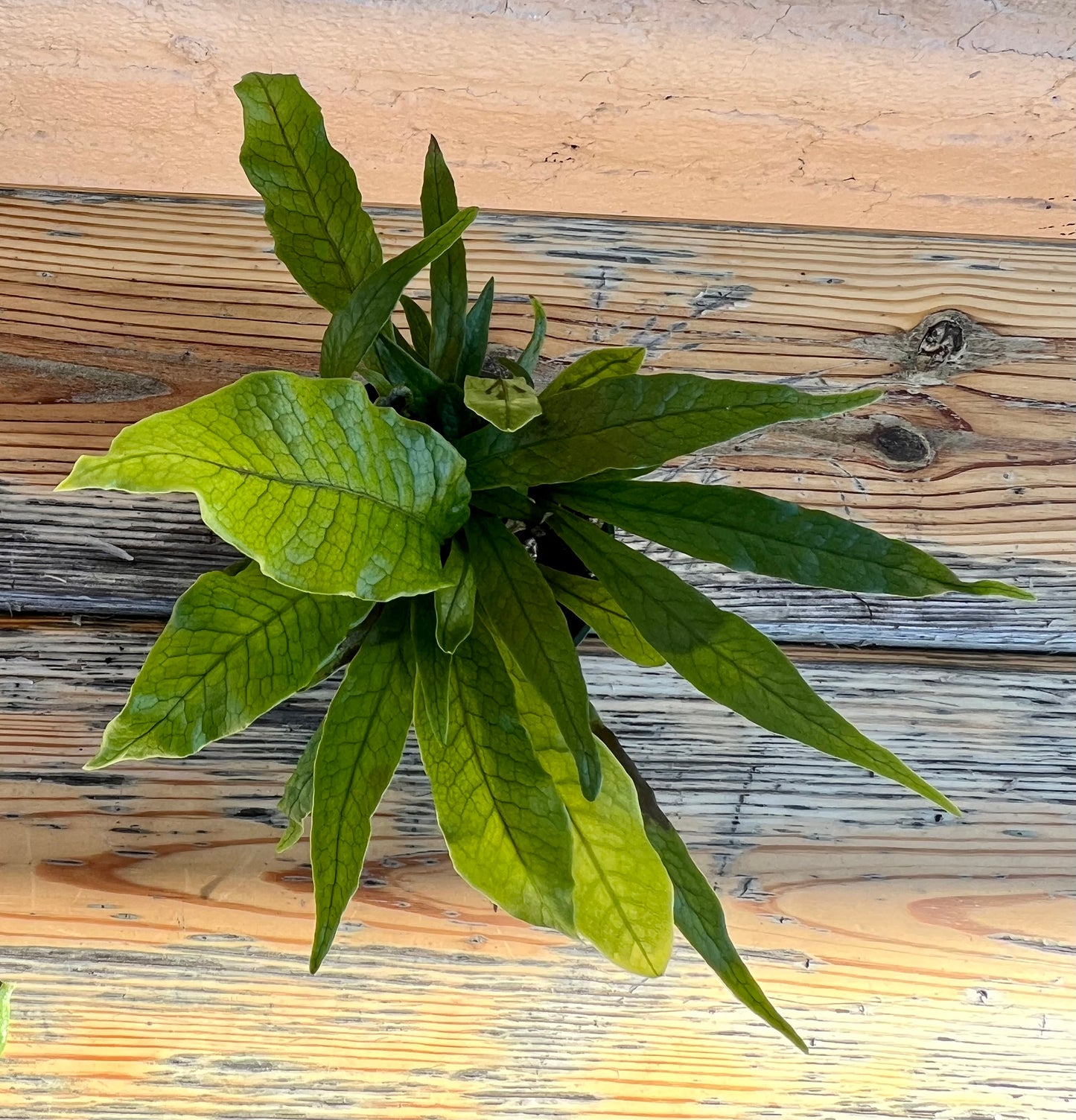 Microsorum musifolium 'Crocodile Fern'