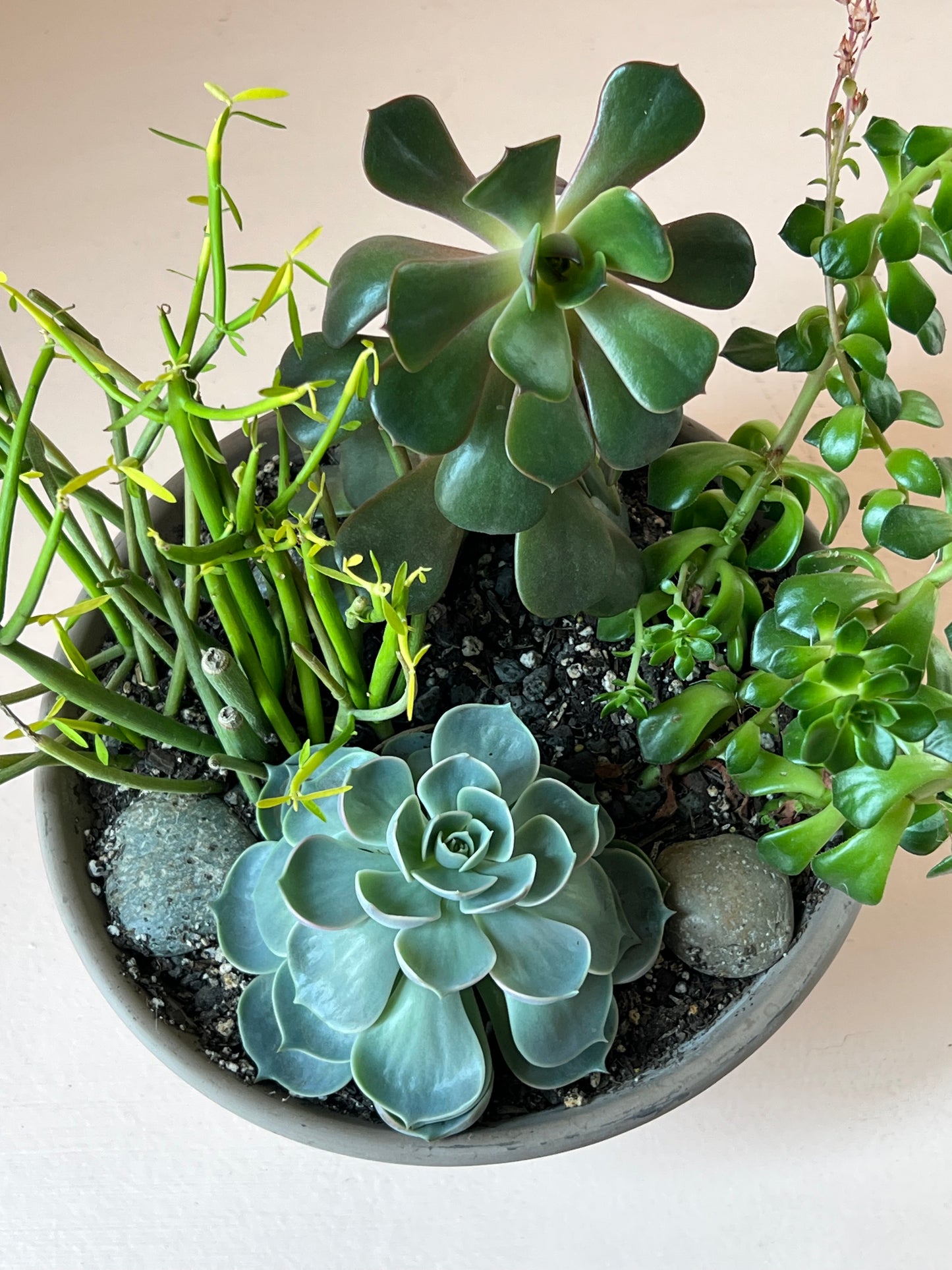 Succulent Garden Planter