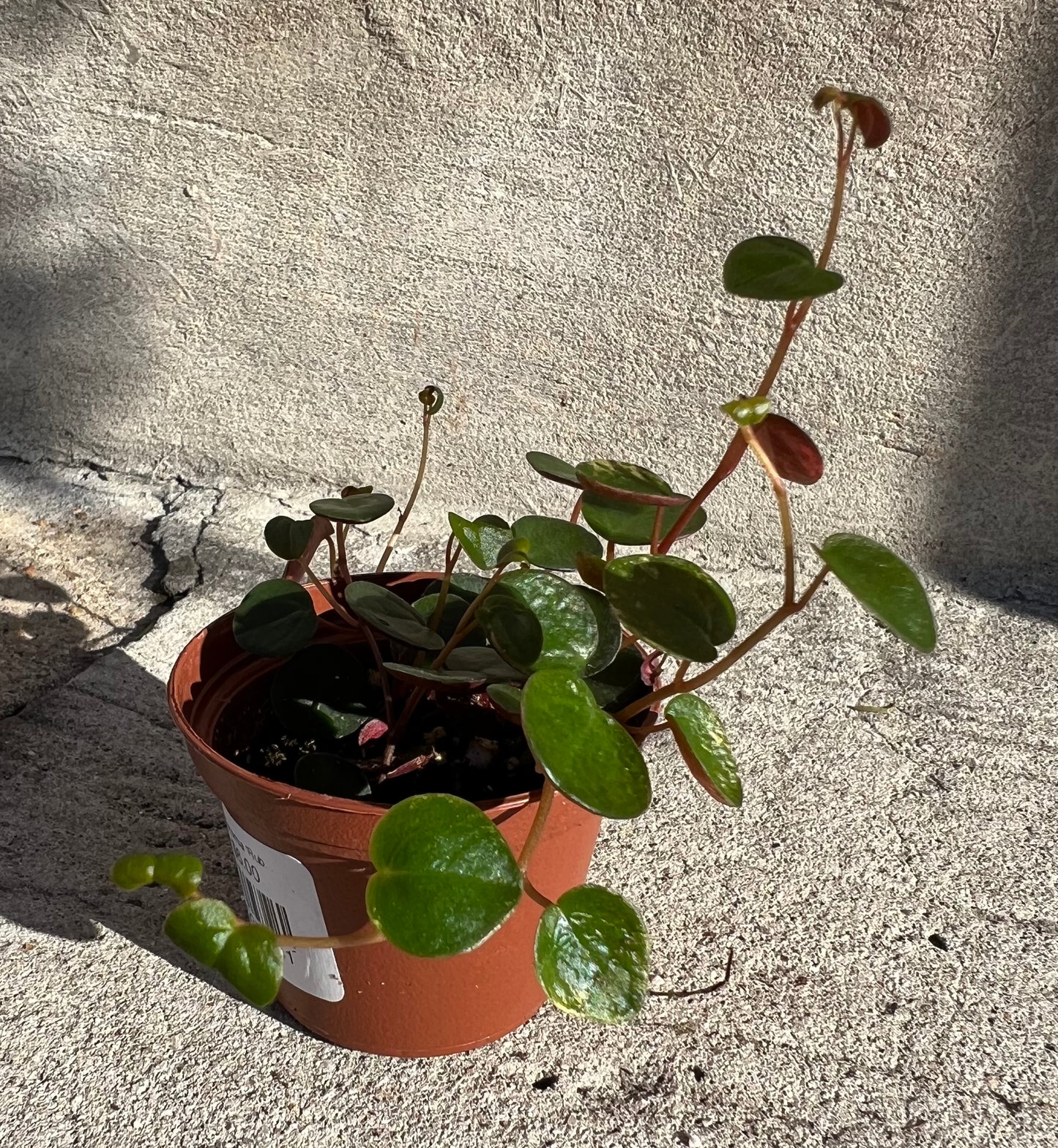 Peperomia 'Ruby Cascade'