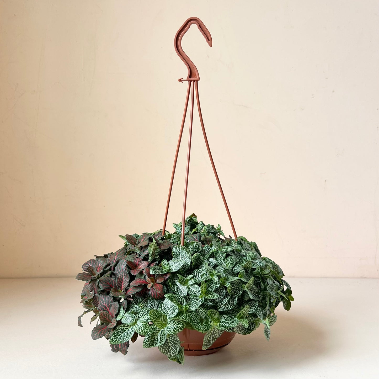 Fittonia albivenis 'Nerve Plant'