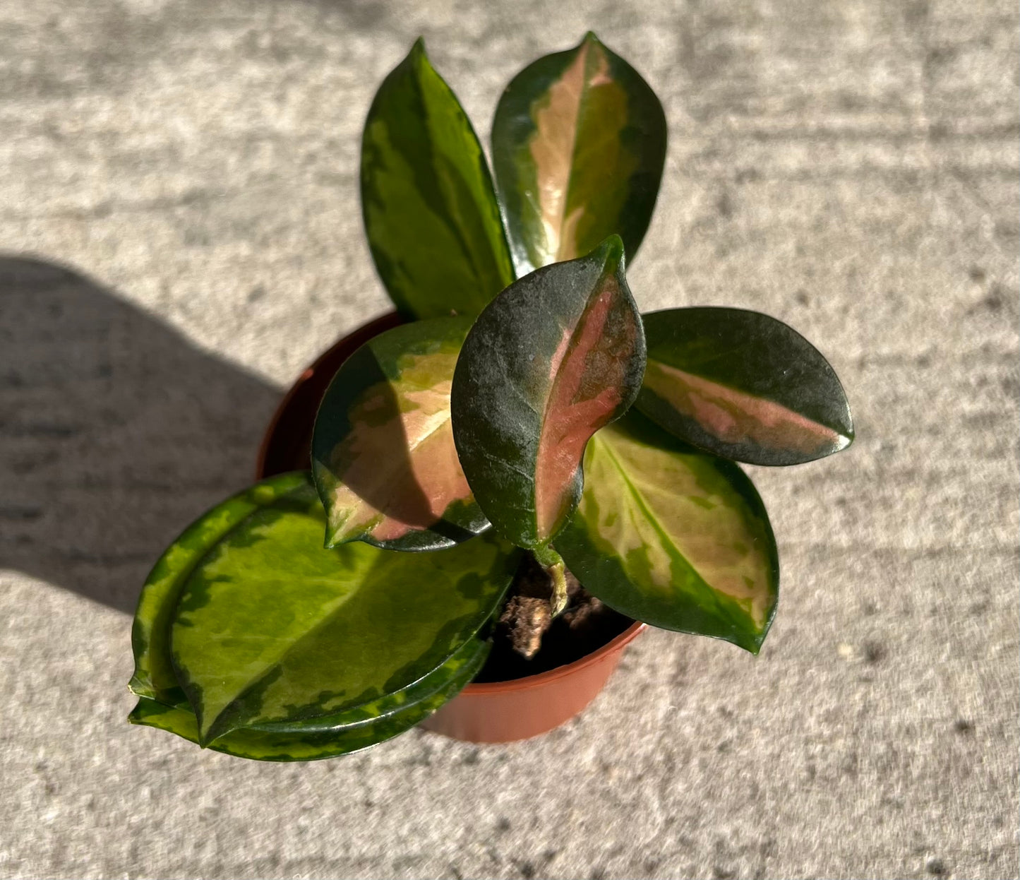 Hoya carnosa 'Tricolor'