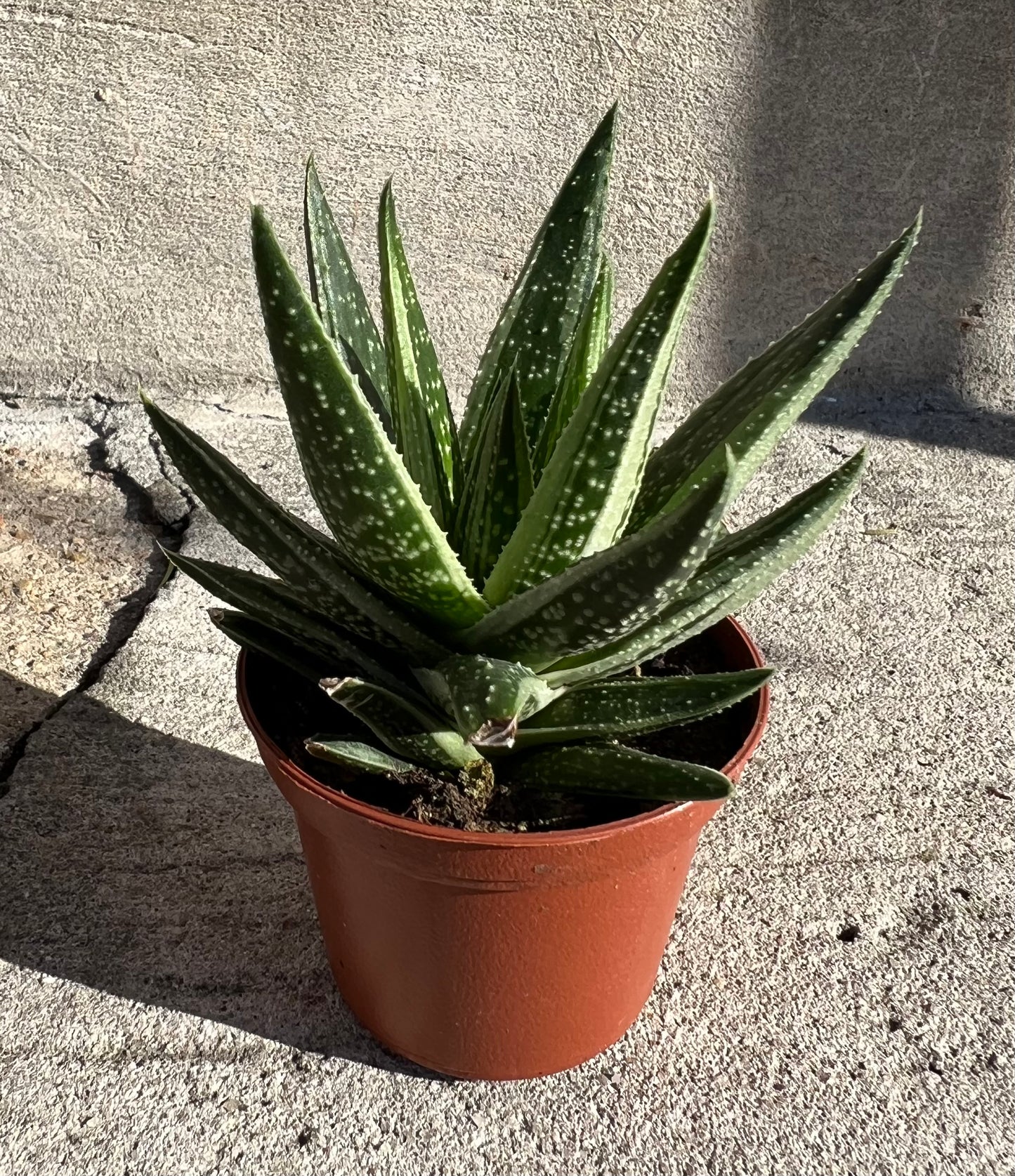 Gasteria Green Ice