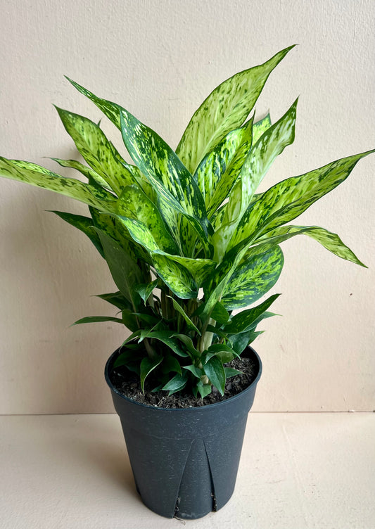 Dieffenbachia 'Starbright'