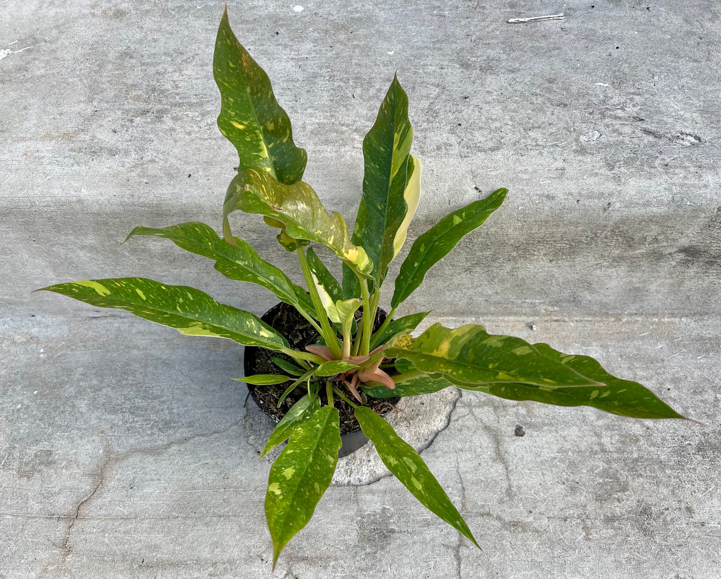 Philodendron 'Ring of Fire'