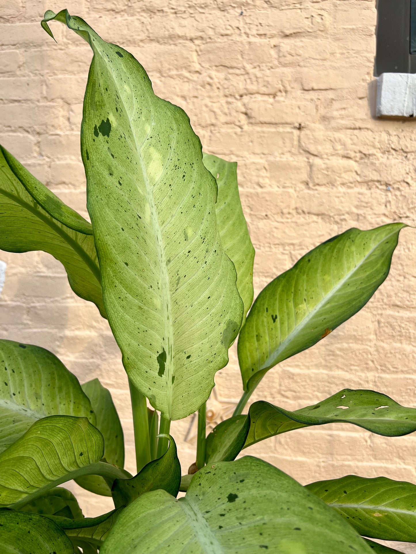 Dieffenbachia 'Camouflage'