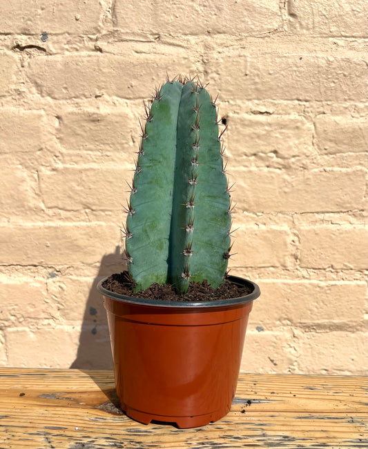 Cereus peruvianus