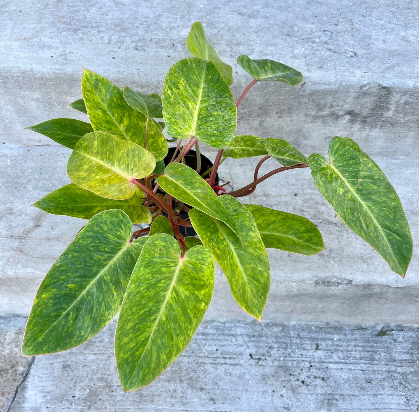 Philodendron Painted Lady