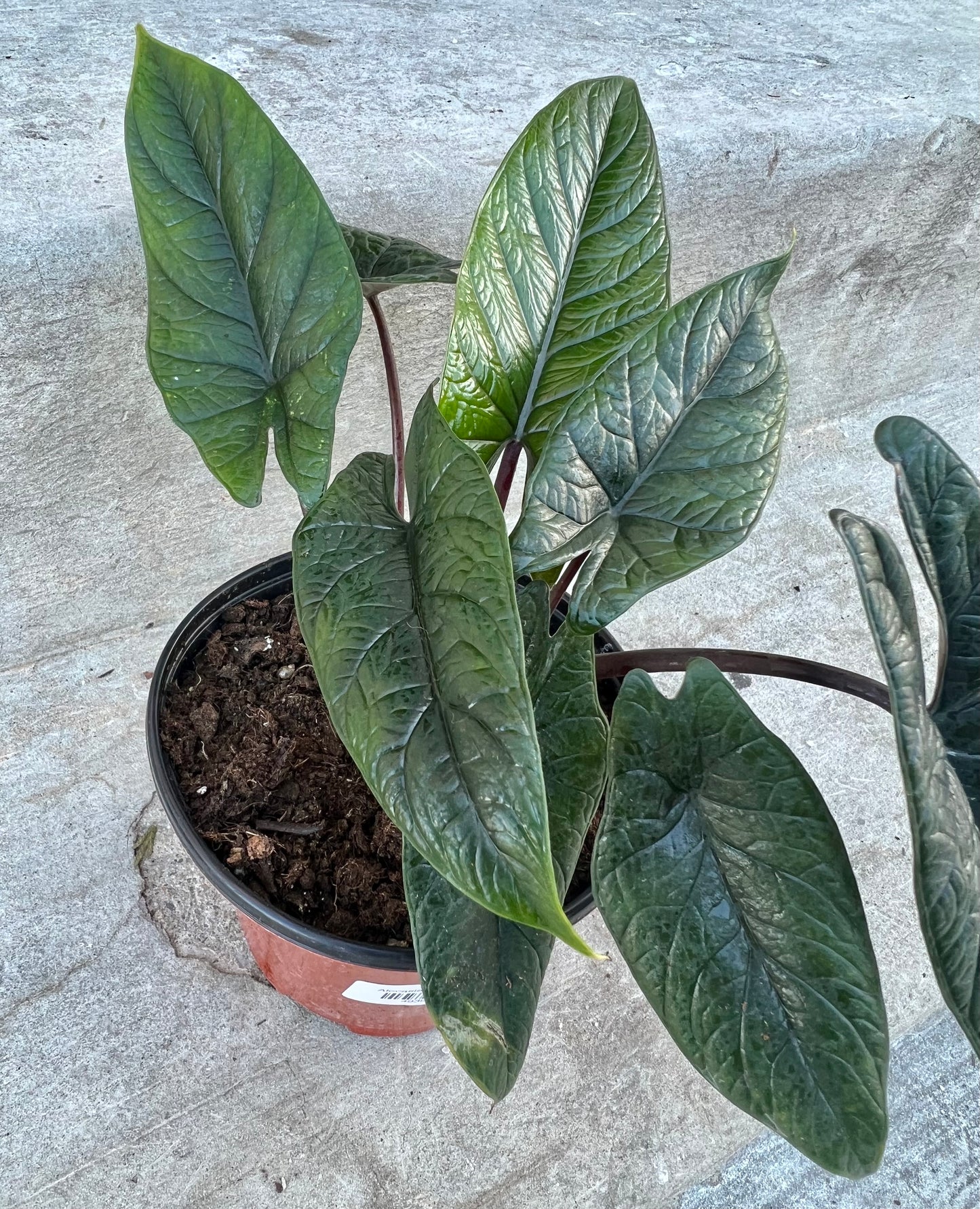 Alocasia Scalprum