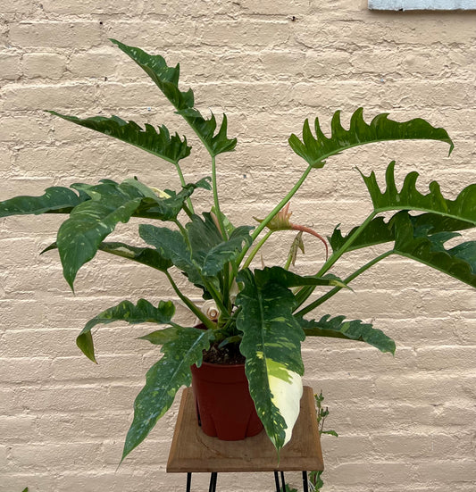 Philodendron 'Ring of Fire'