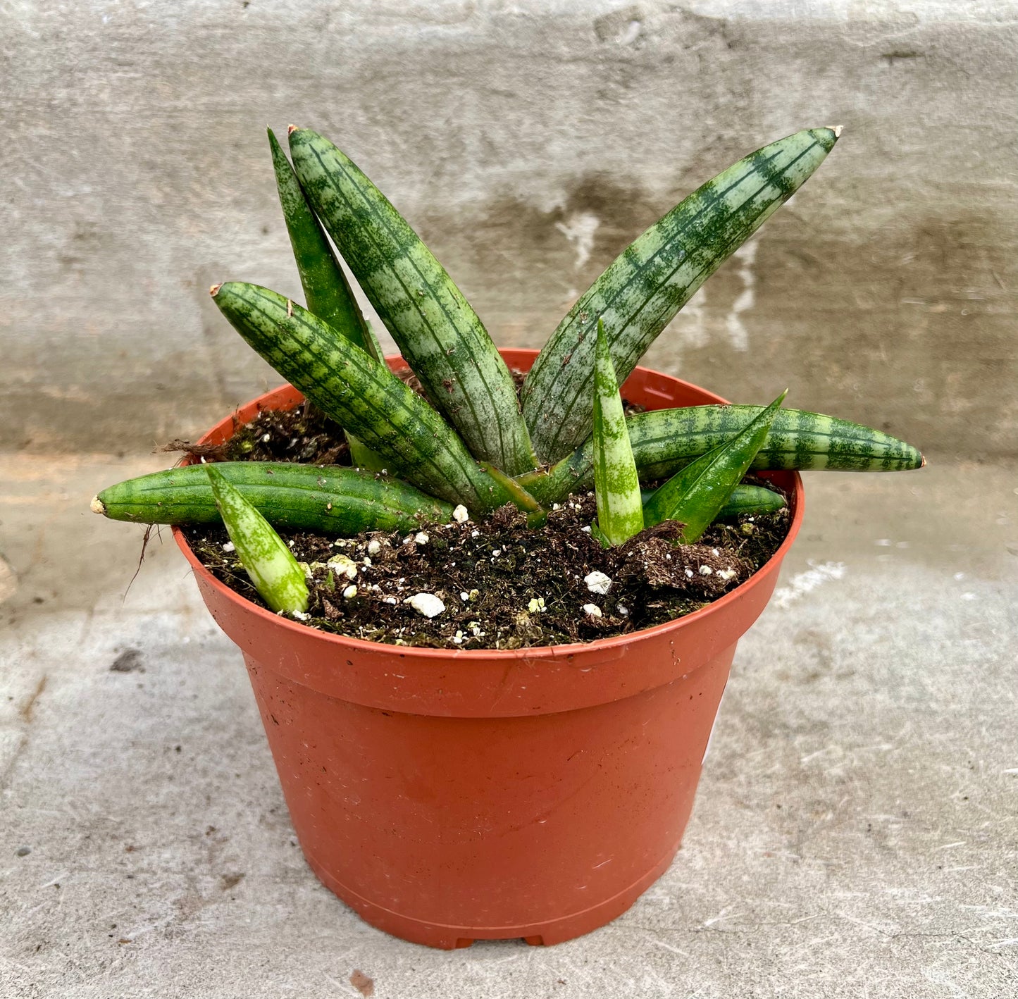 Sansevieria 'Starfish'