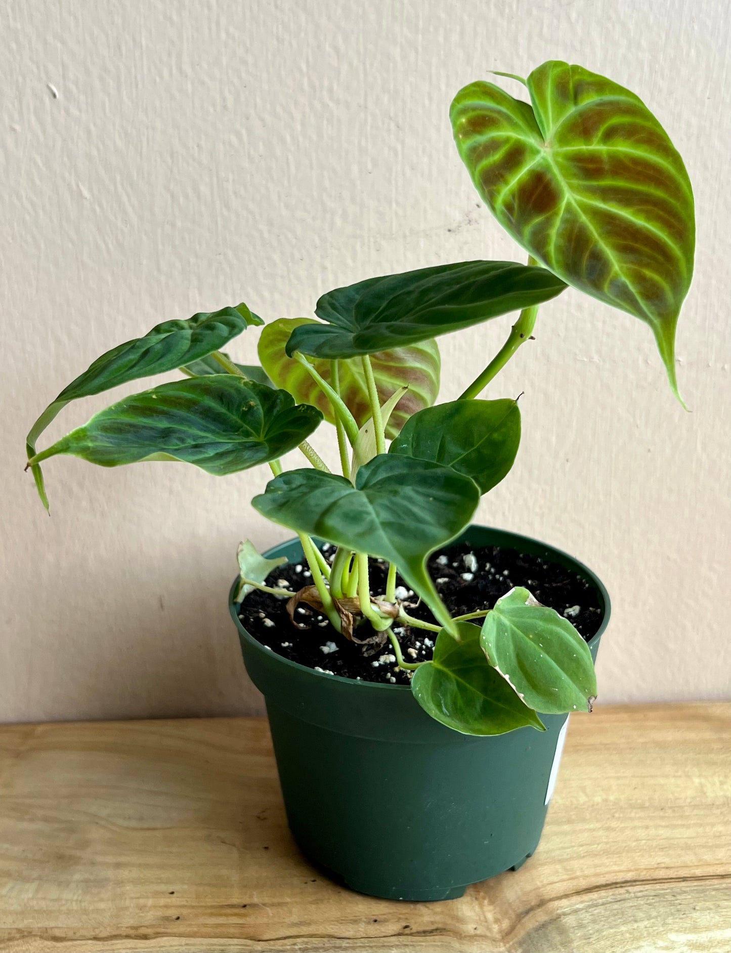 Philodendron verrucosum