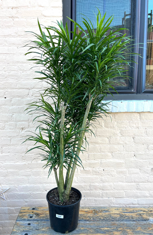 Dracaena Anita Stump variegated