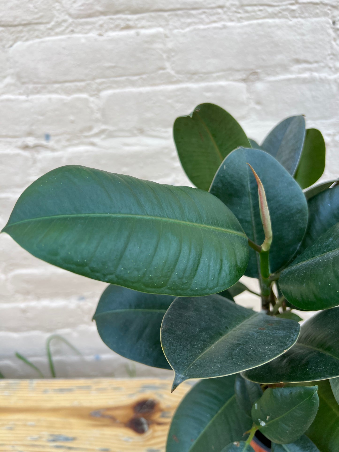 Ficus elastica 'Robusta'