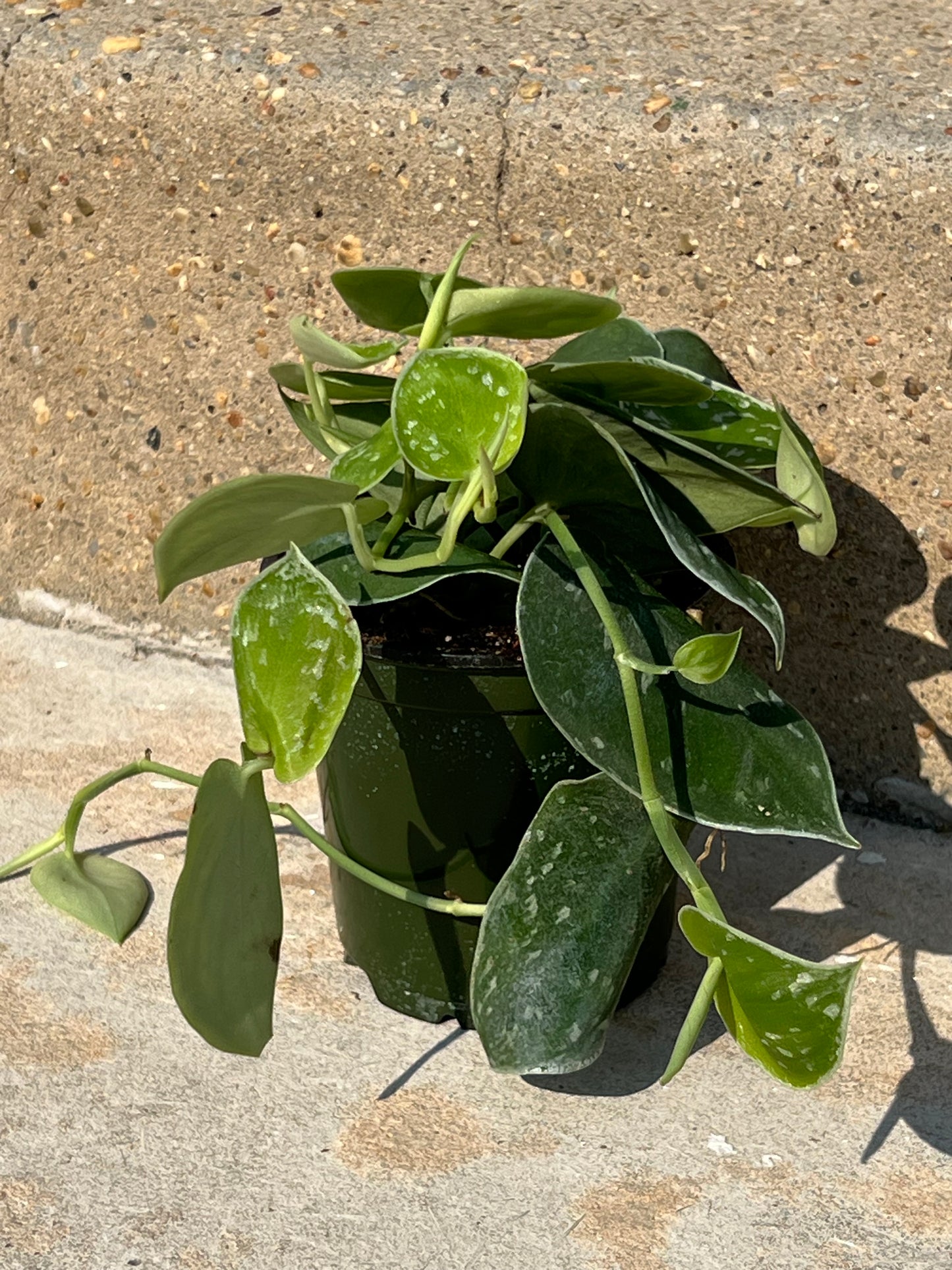 Scindapsus 'Silvery Ann'