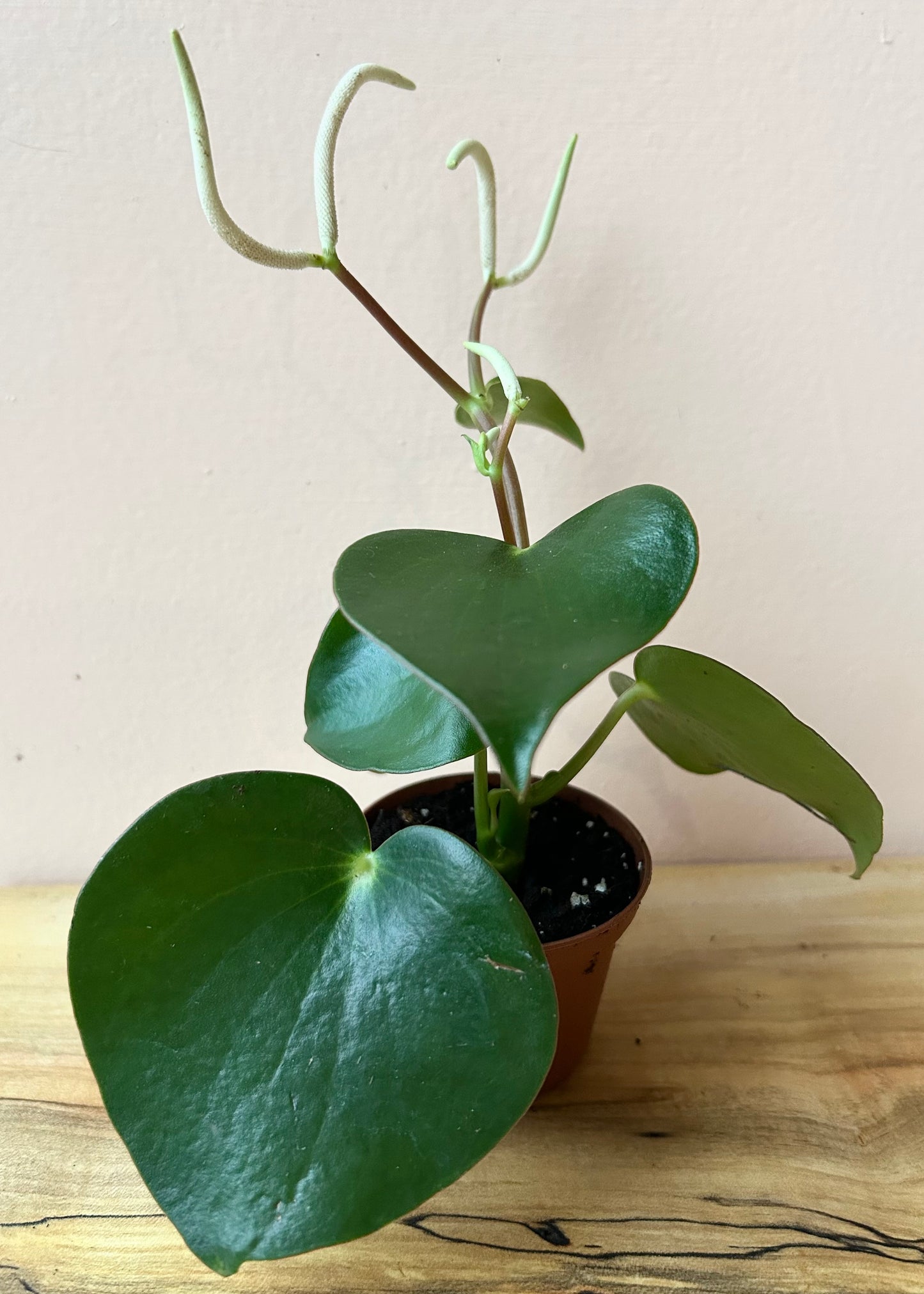 Peperomia polybotraya 'Raindrop'