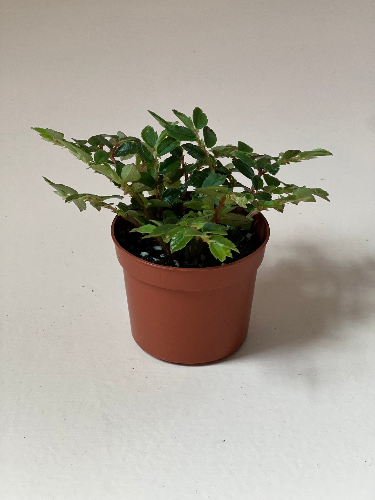Begonia foliosa 'Tiny Pink'
