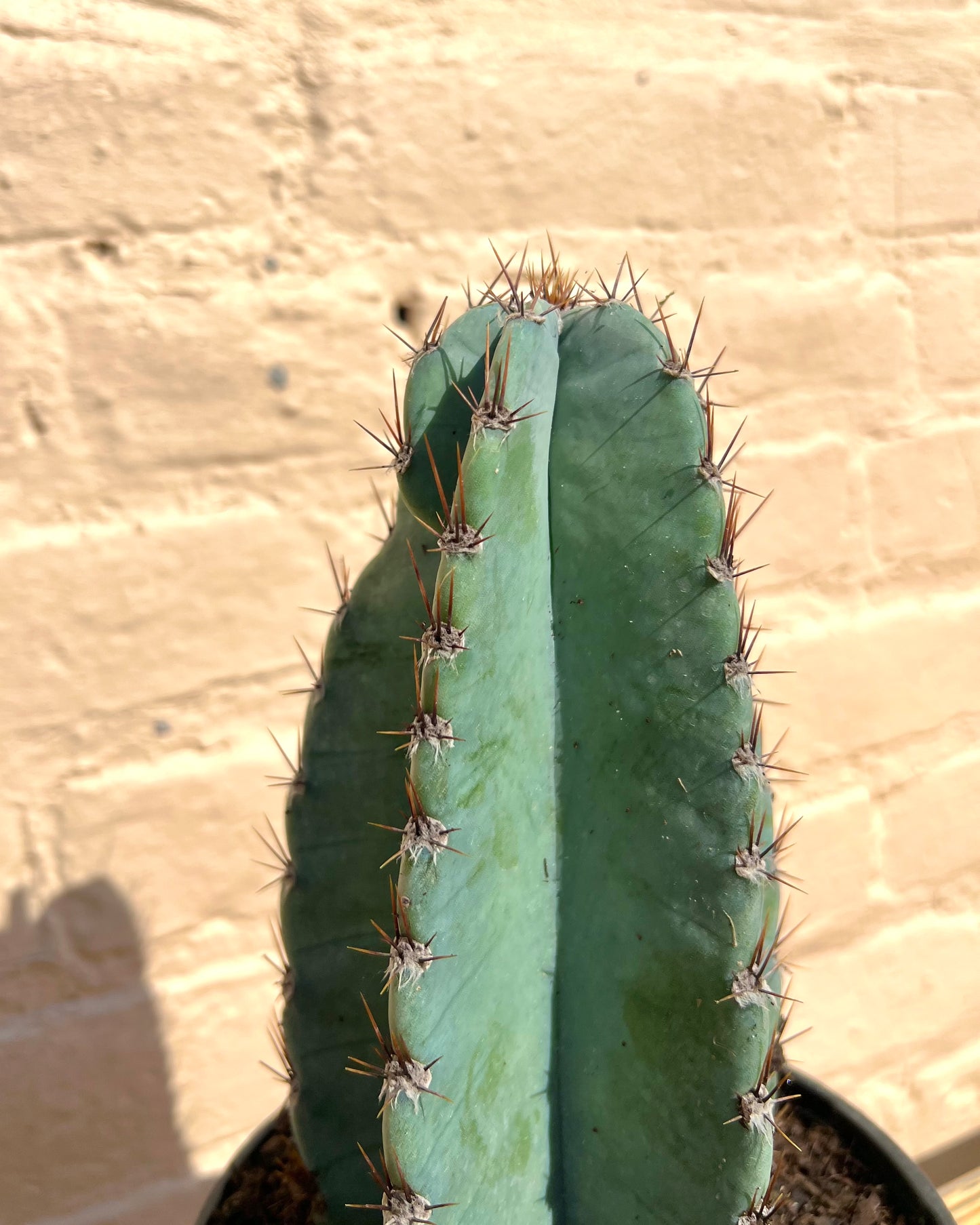 Cereus peruvianus