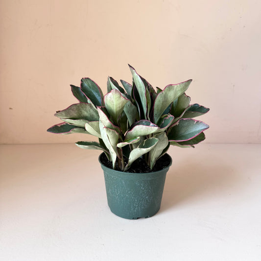 Peperomia clusifolia 'Ginny'