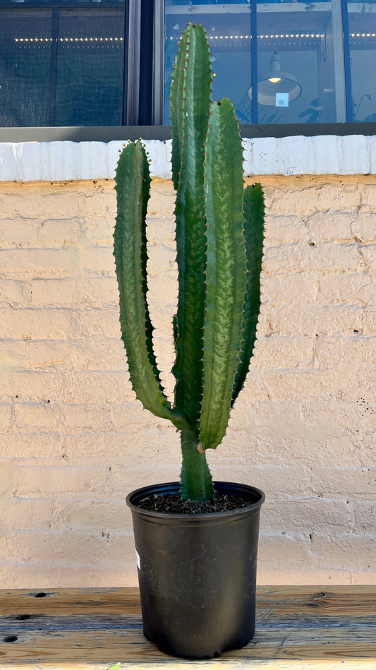 Euphorbia Eritrea