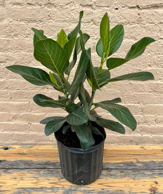 Ficus benghalensis 'Ficus Audrey'