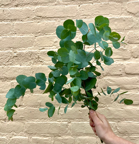 Fresh Eucalyptus Bundle