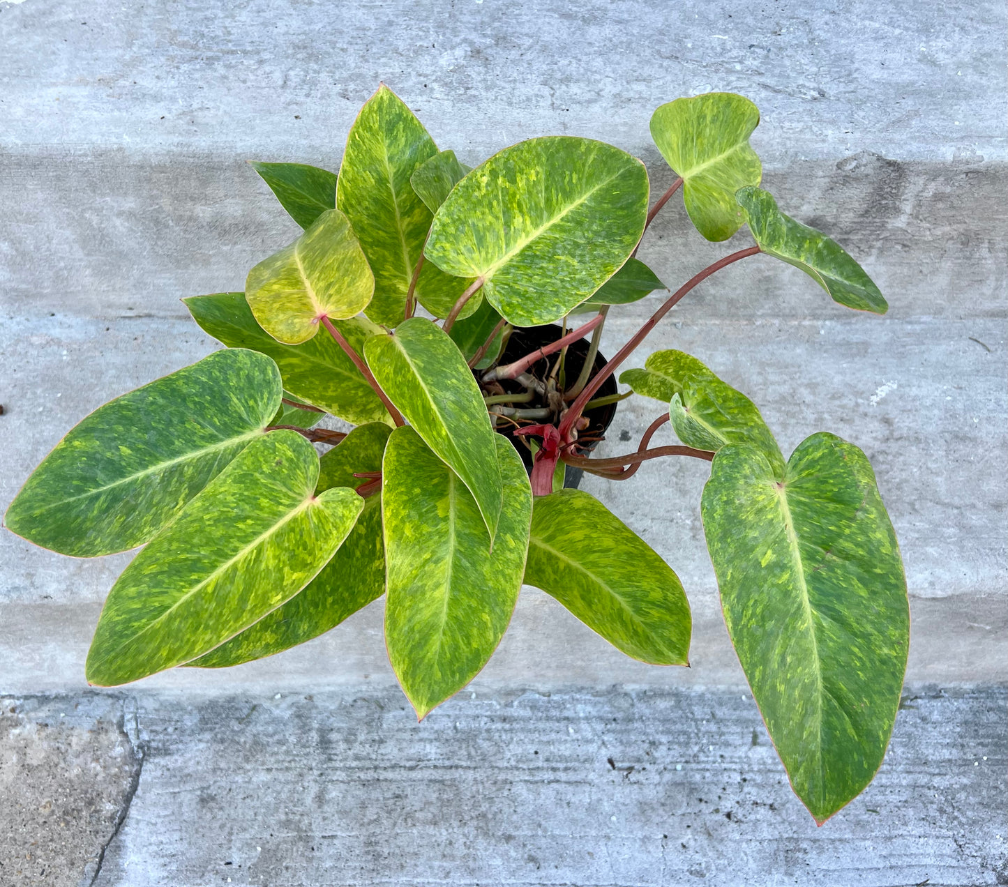 Philodendron Painted Lady