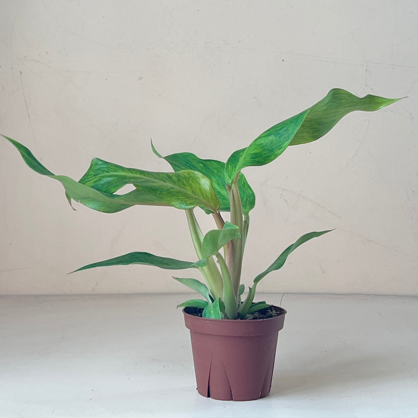 Philodendron 'Orange Marmalade'