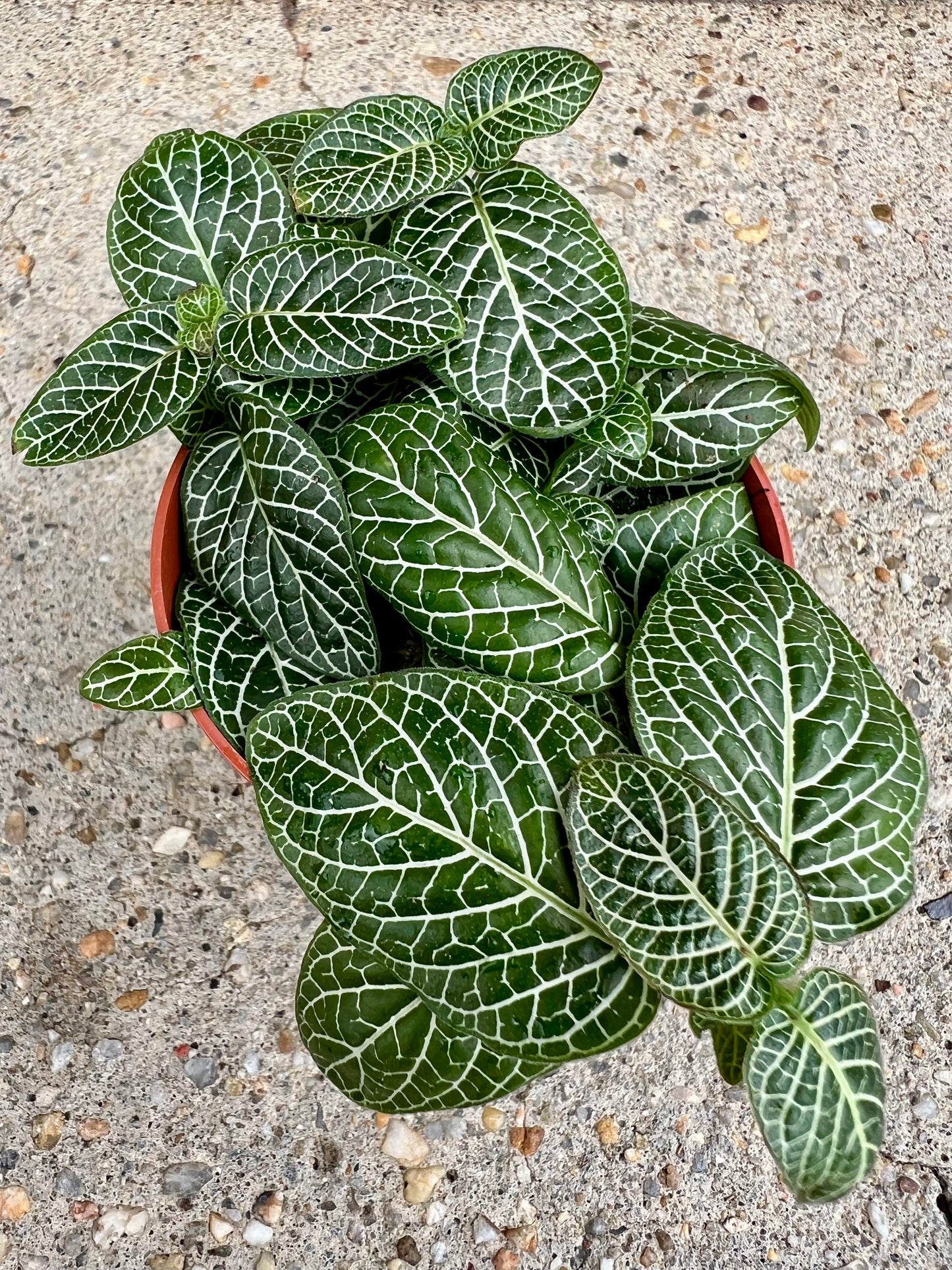 Fittonia albivenis 'Nerve Plant'