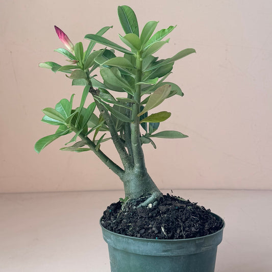 Adenium 'Desert Rose' Assorted