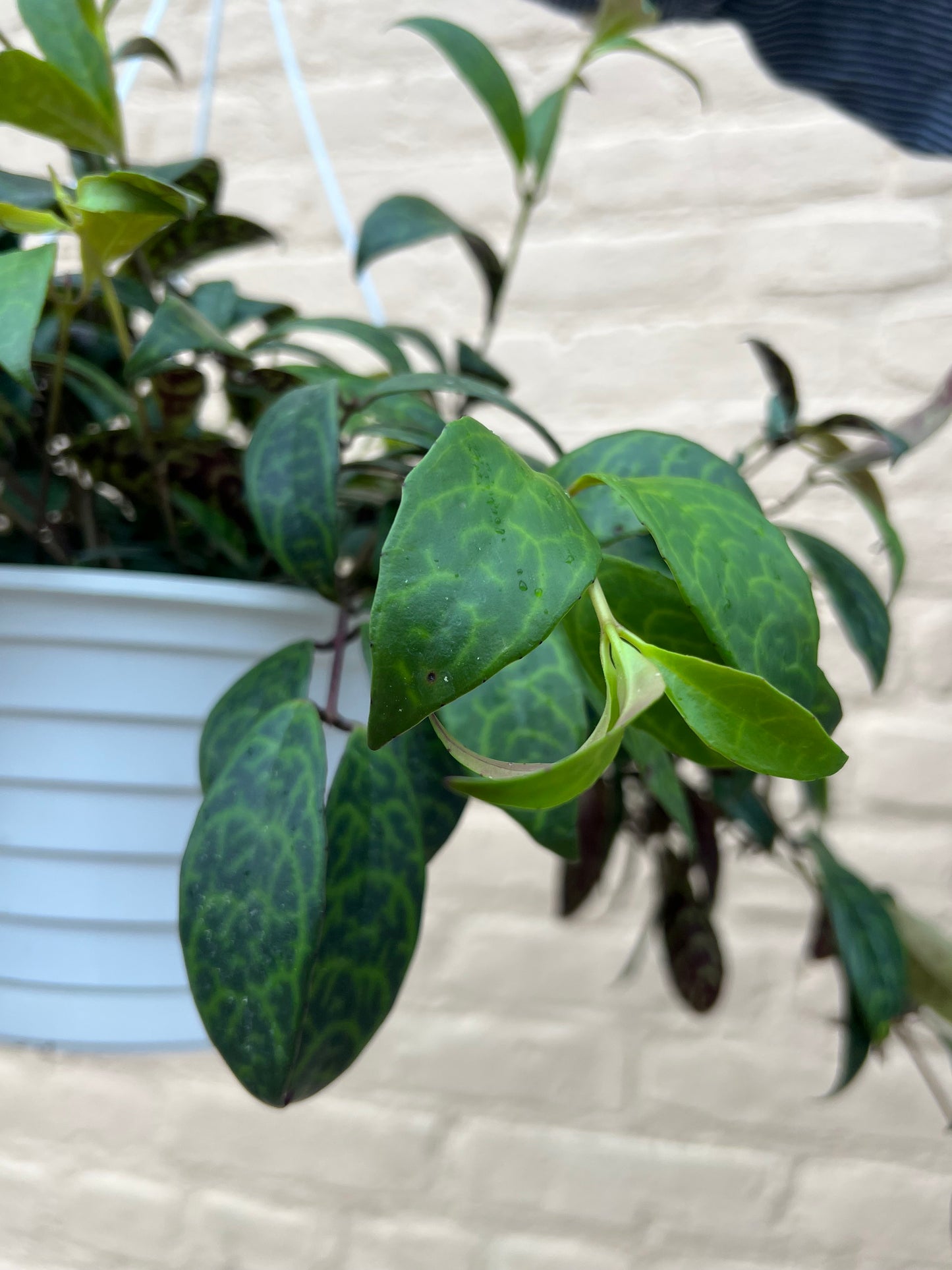 Aeschynanthus longicaulis 'Black Pagoda Lipstick Plant'