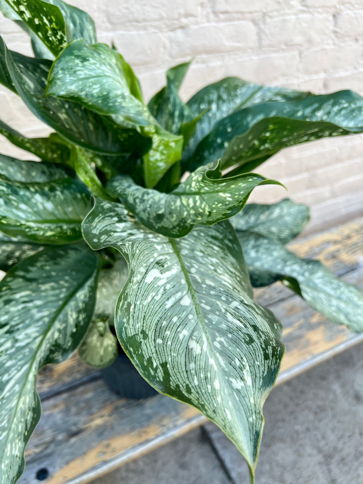 Dieffenbachia Tiki