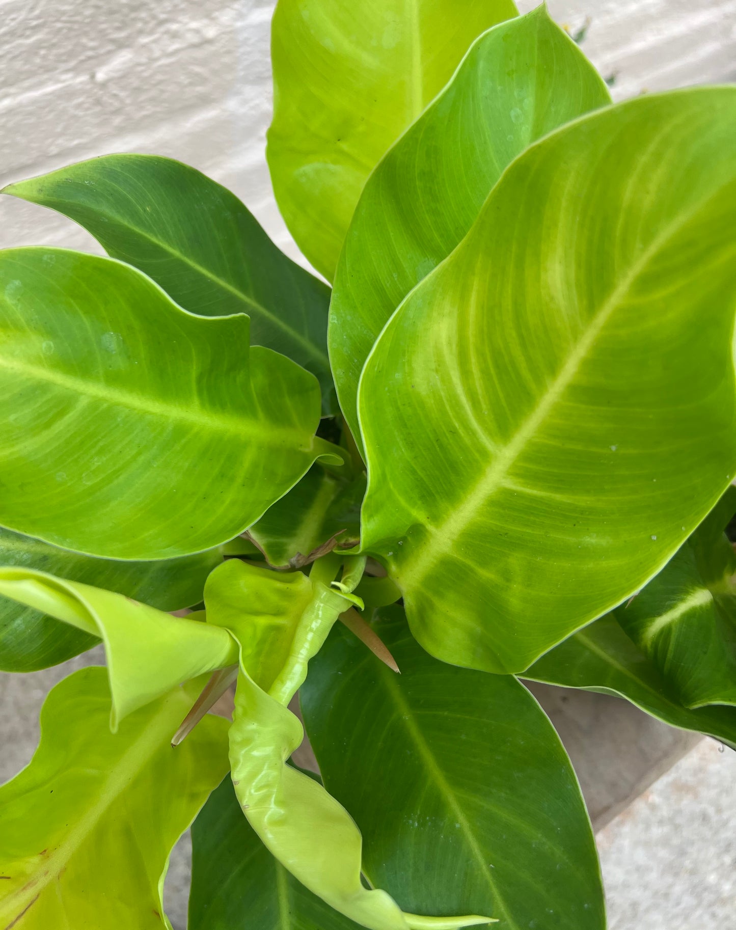 Philodendron Moonlight
