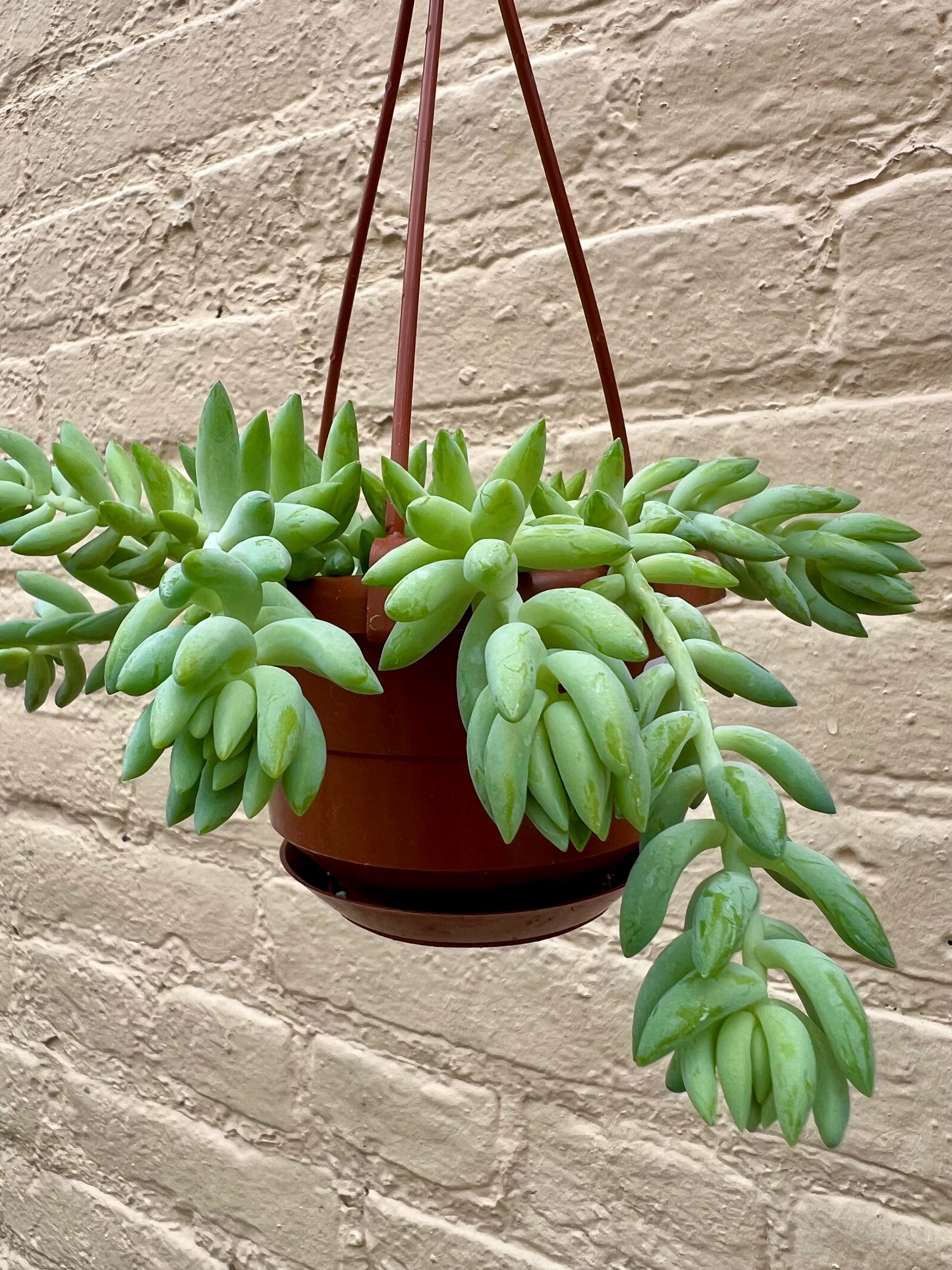 Burro's Tail Sedum morganianum