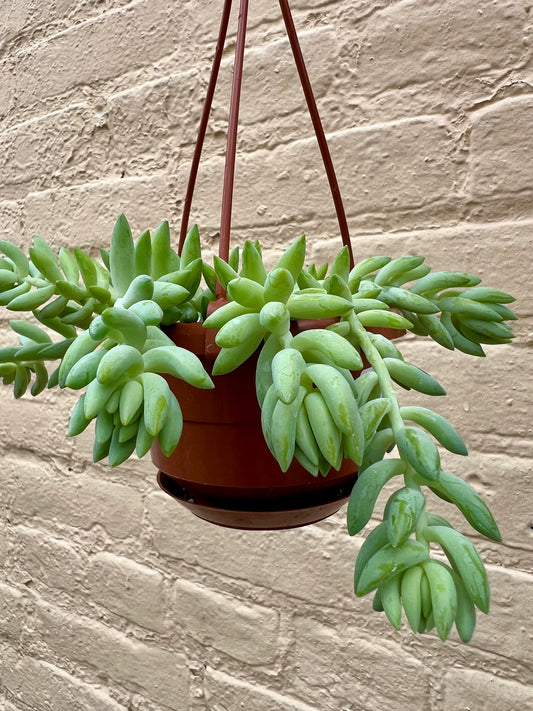 Burro's Tail Sedum morganianum