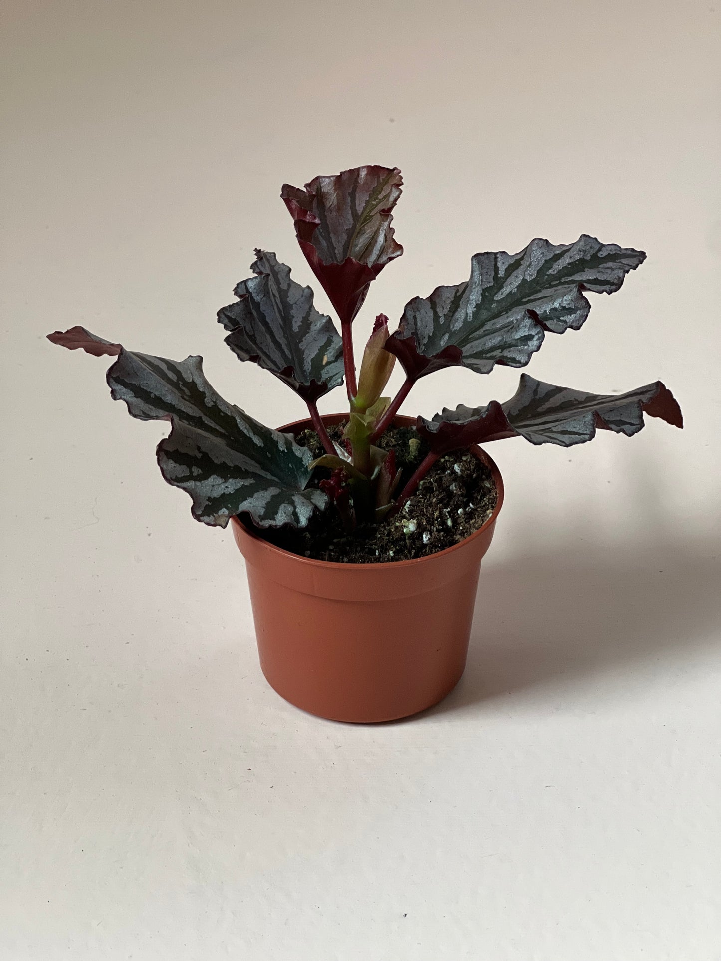 Begonia 'Kismet'