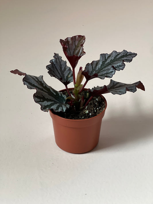 Begonia 'Kismet'