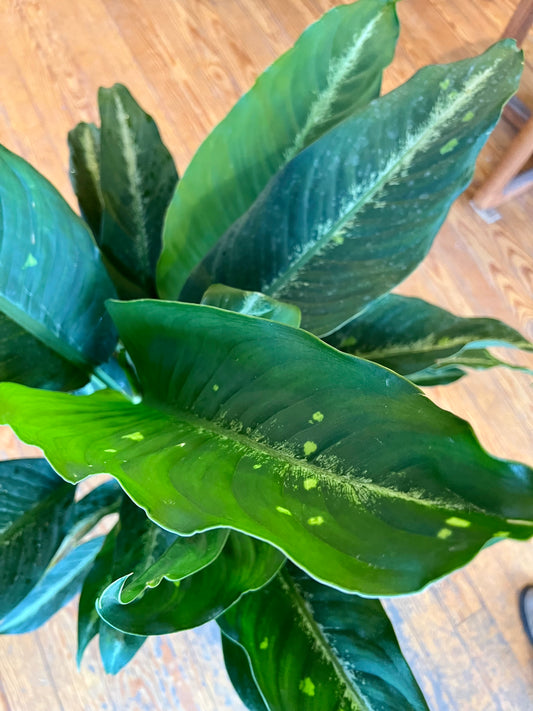 Dieffenbachia 'Cougar'