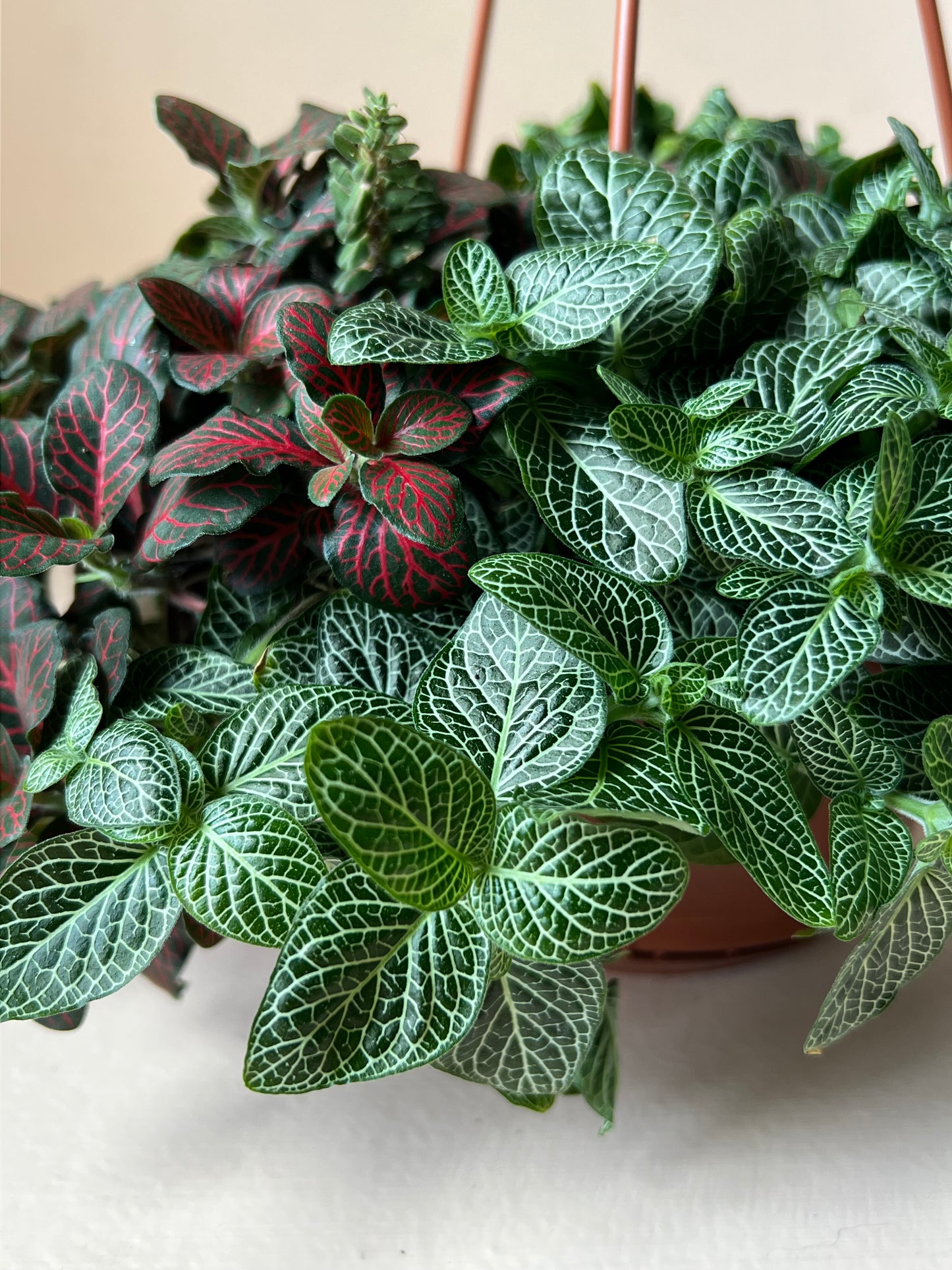 Fittonia albivenis 'Nerve Plant'