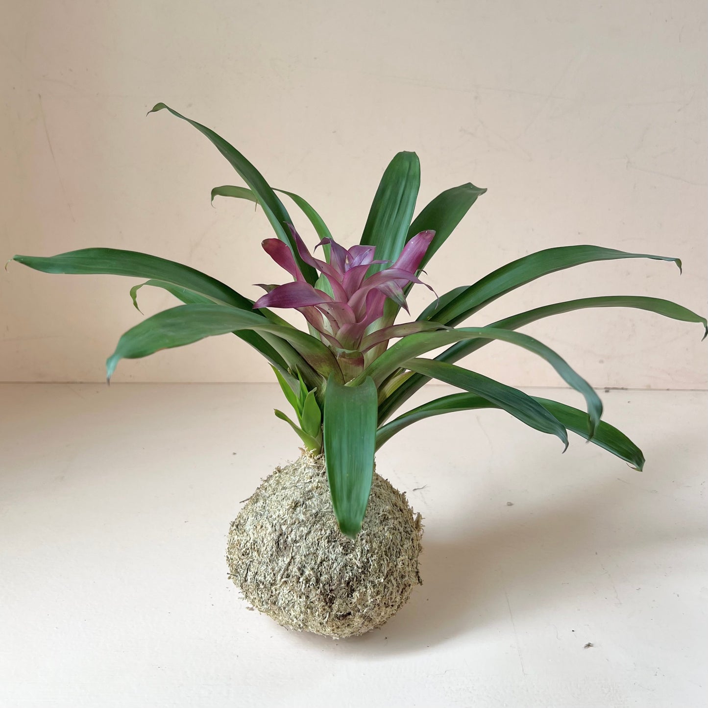 Guzmania Bromeliad Kokedama (Seated)