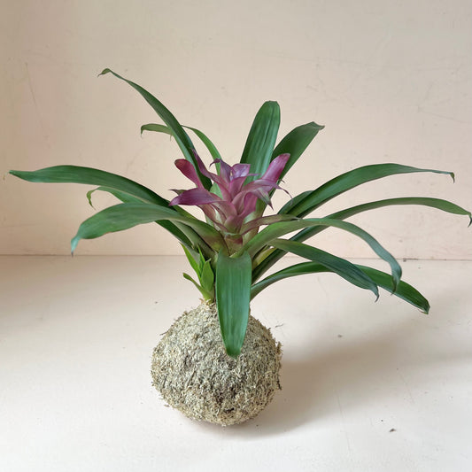 Guzmania Bromeliad Kokedama (Seated)