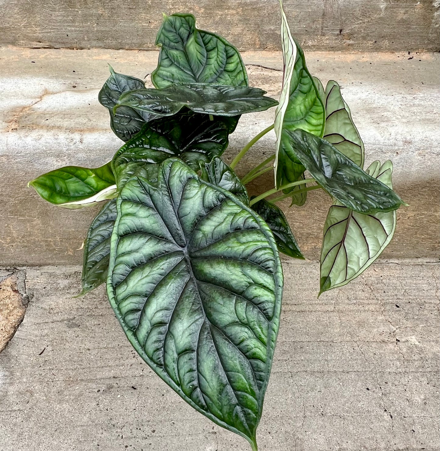Alocasia Dragon Scale