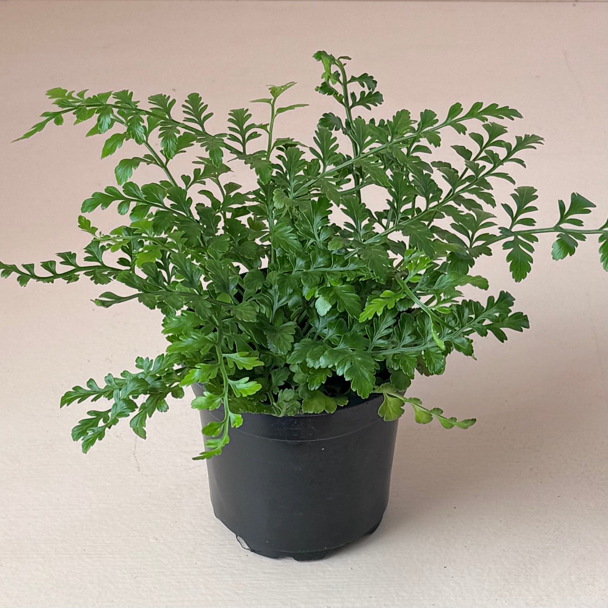 Asplenium dimorphum x difforme 'Austral Gem Fern'
