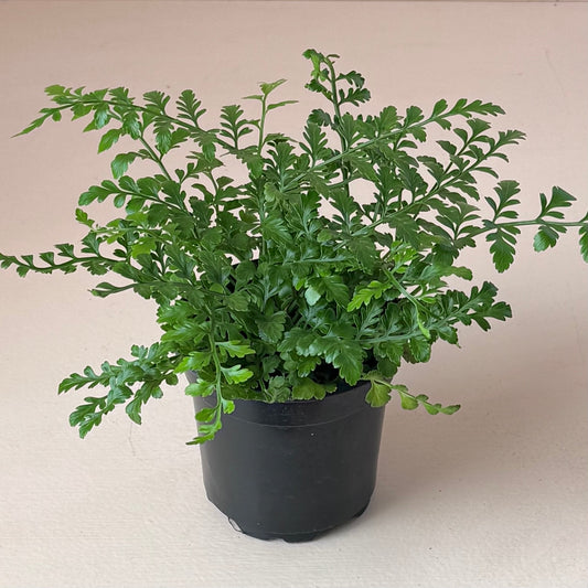 Asplenium dimorphum x difforme 'Austral Gem Fern'
