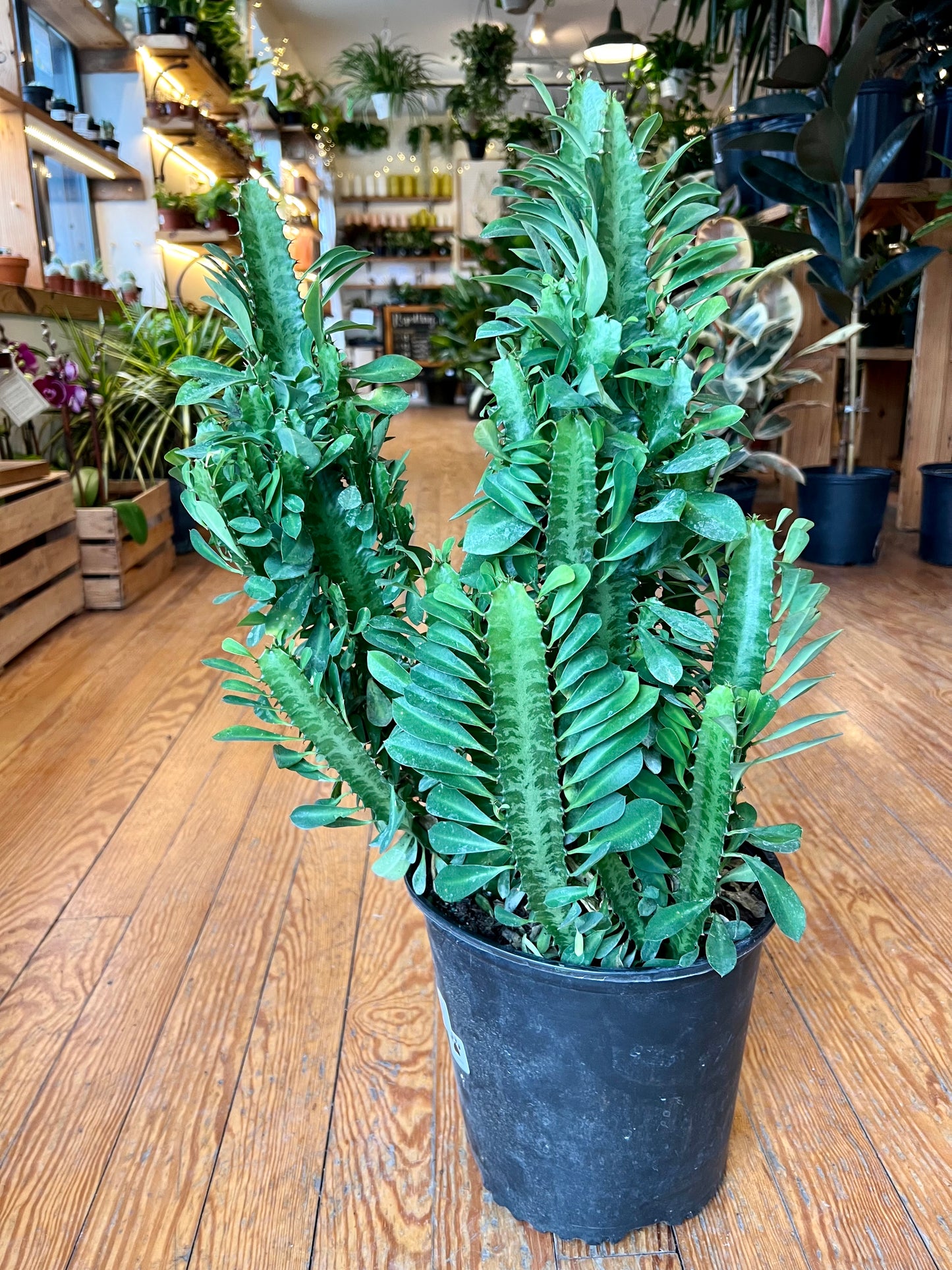 Euphorbia Trigona 'African Milk Tree'