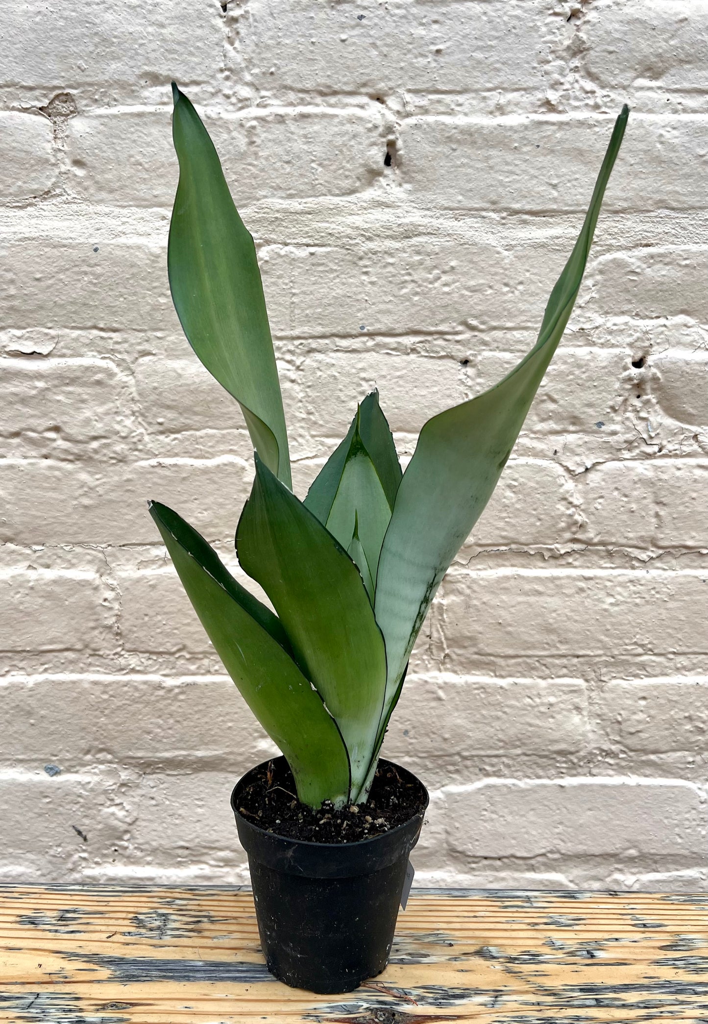 Sansevieria Moonshine