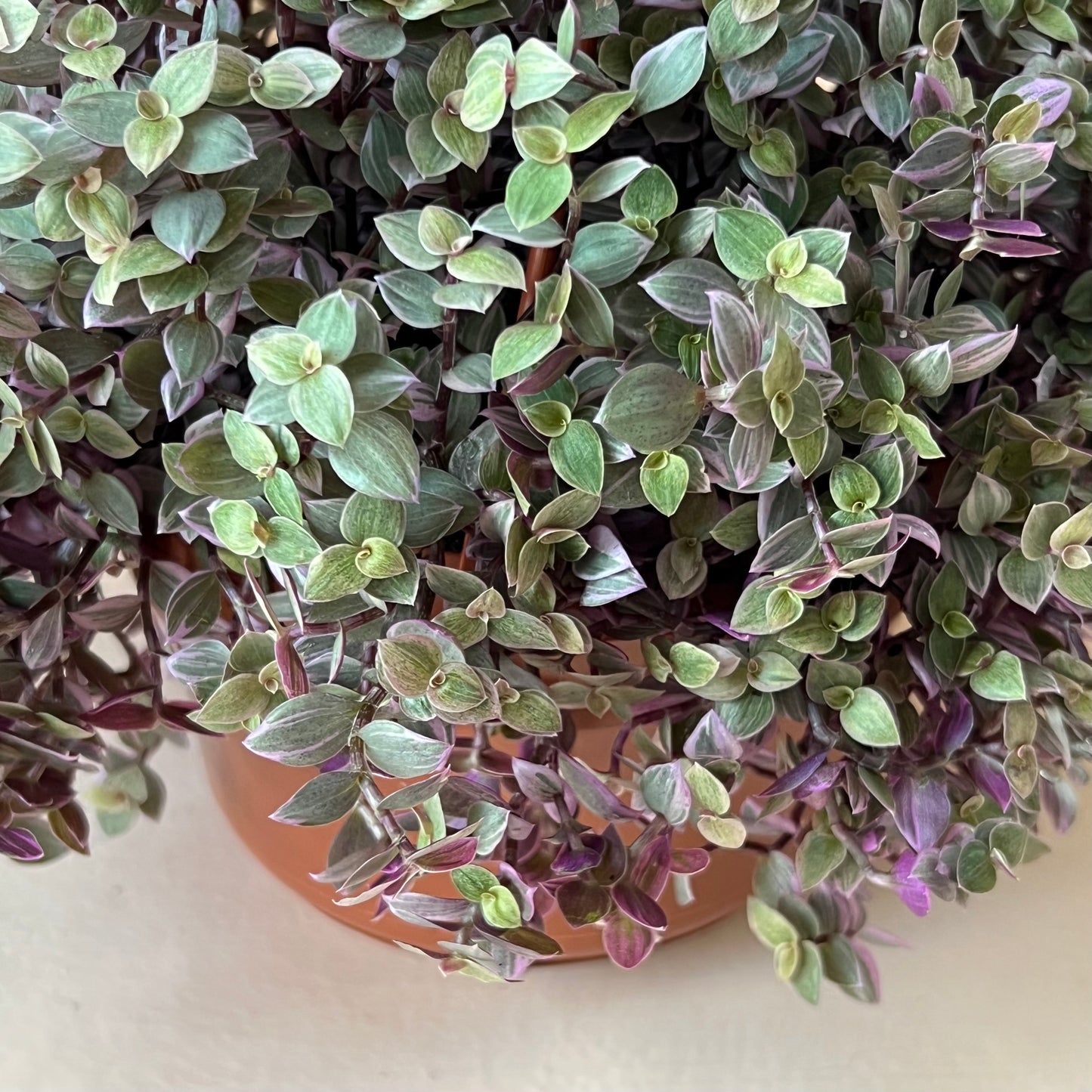 Callisia repens 'Pink Lady/Turtle Vine'