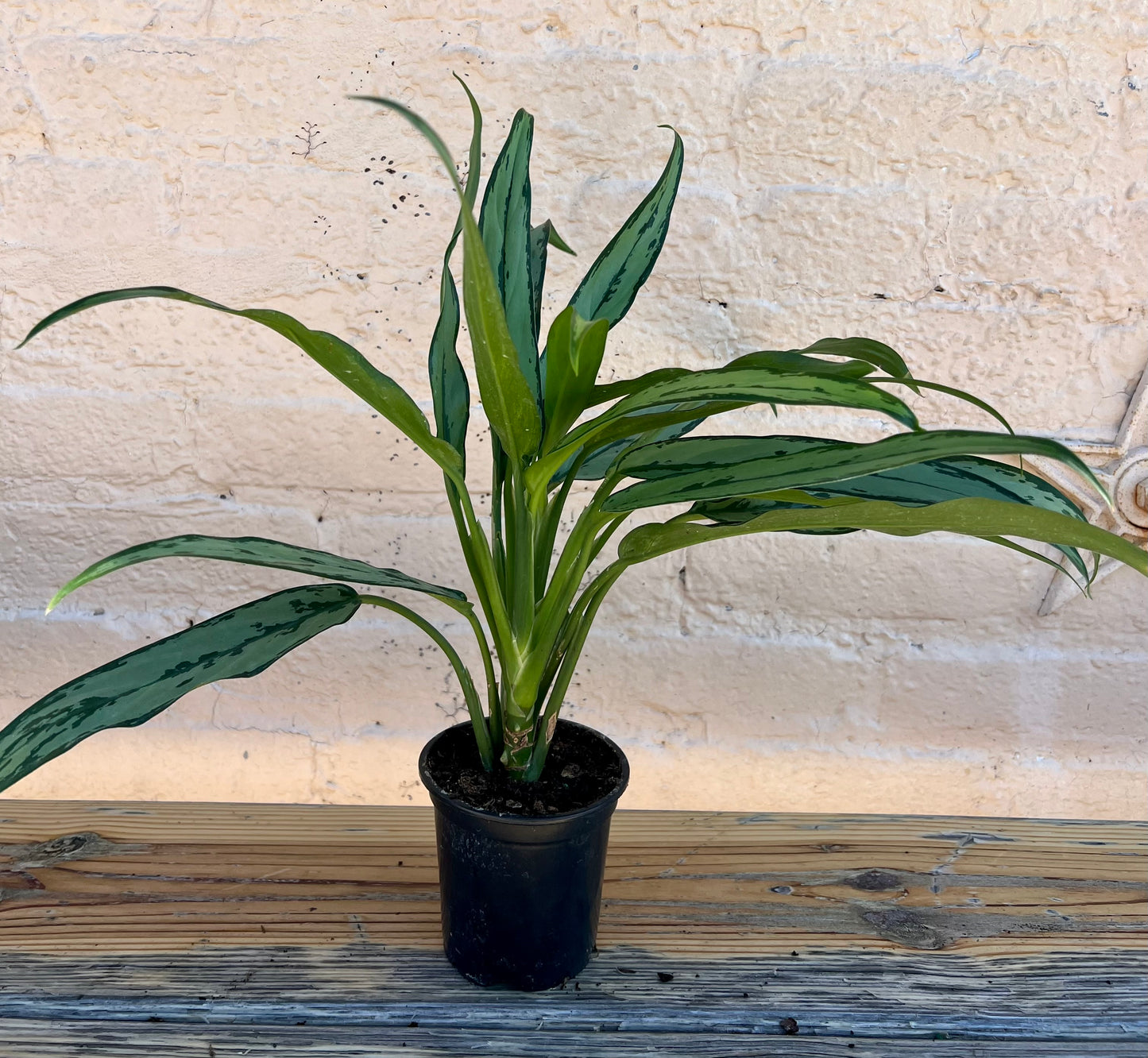 Aglaonema 'Cutlass'