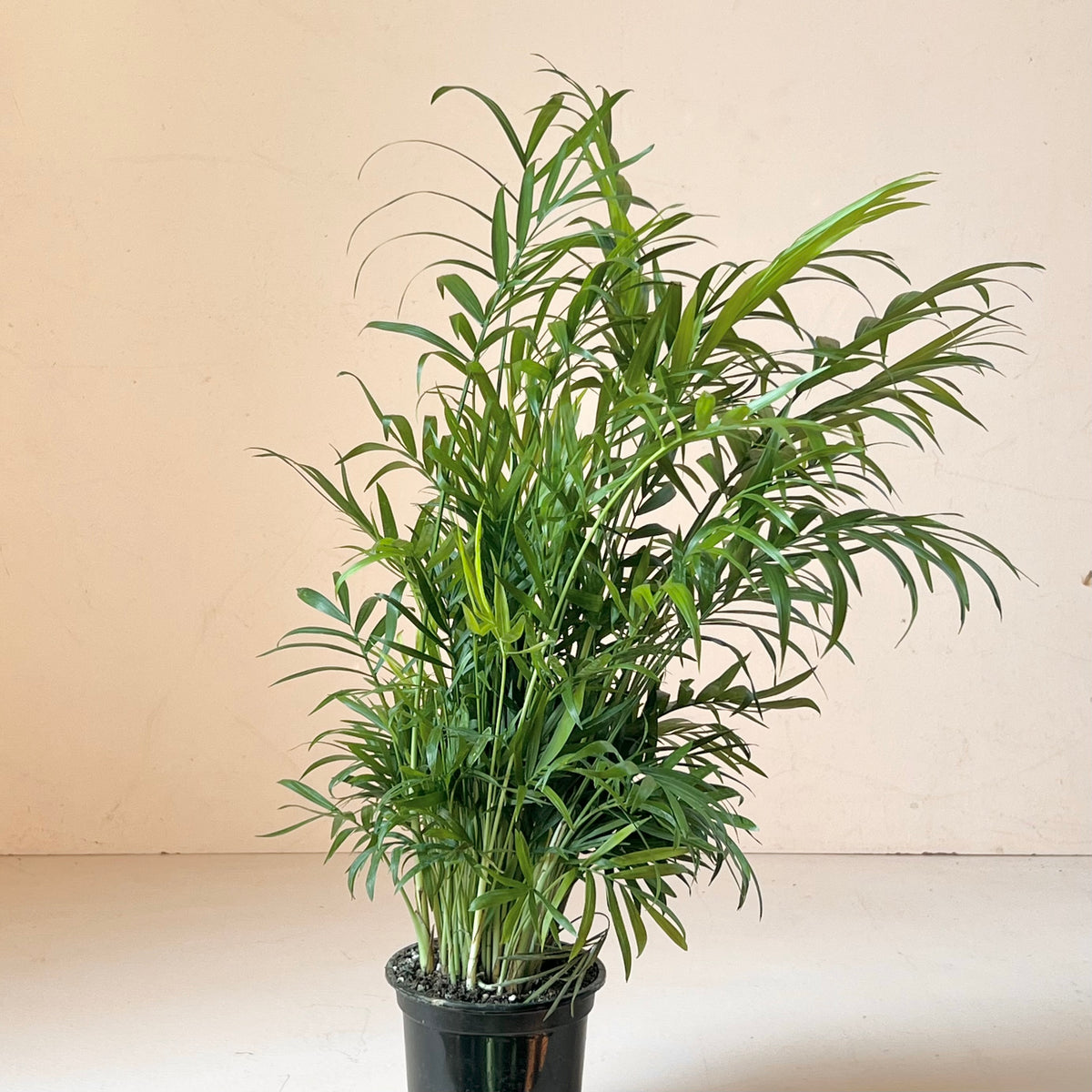 Chamaedorea elegans 'Neanthe Bella Palm'