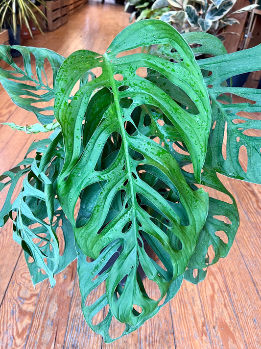 Monstera Esqueletos